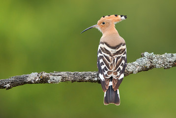 Eurasian Hoopoe or Common hoopoe (Upupa epops)