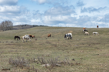 Horses on the Stoney Nakoda First Nations at Morley, Canada