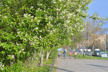 Blossoming bird cherry tree.
