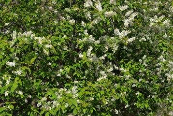 Fototapeta na wymiar Blossoming bird cherry tree.