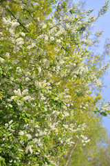 Blossoming bird cherry tree.