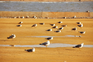 Flock of seagulls sitting and running on the sand of the wild beach