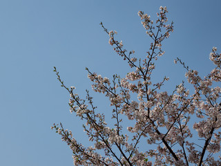 桜と青空