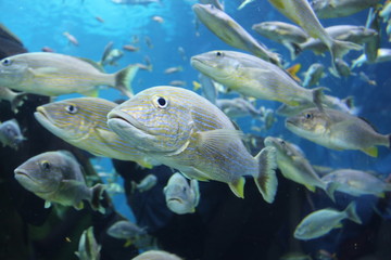 Naklejka premium A school of yellow and silver light-colored tropical fish swimming in a blue background underwater.