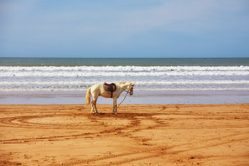 Horses on the beach in Morocco, with the town of Essaouira in the background.