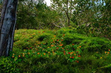 Nasturtium Meadow