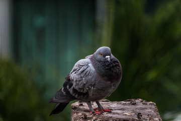 Pigeon bird on the electric pole.