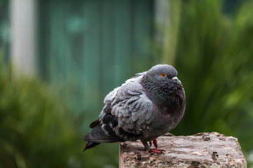 Pigeon bird on the electric pole.