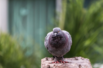 Pigeon bird on the electric pole.