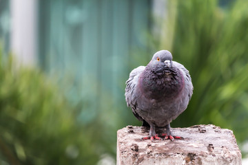 Pigeon bird on the electric pole.