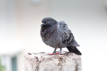 Pigeon bird on the electric pole.