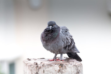 Pigeon bird on the electric pole.