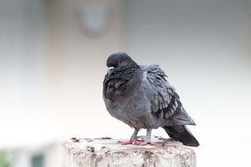 Pigeon bird on the electric pole.