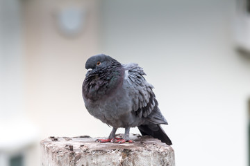 Pigeon bird on the electric pole.