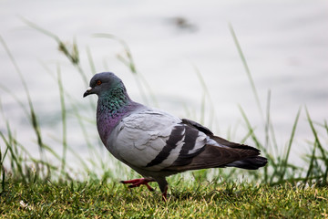 Pigeon standing on the floor.