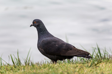 Pigeon standing on the floor.