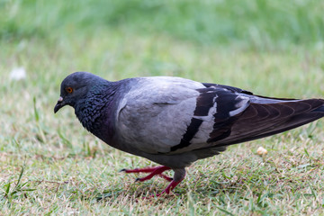 Pigeon standing on the floor.