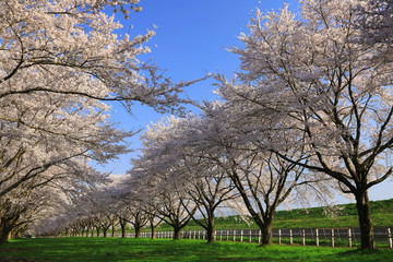 Fototapeta na wymiar 青空と桜並木