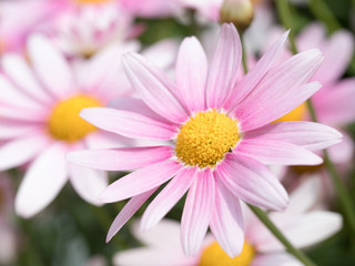 Fototapeta premium ピンクのマーガレット