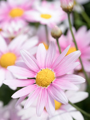 Obraz premium ピンクのマーガレット