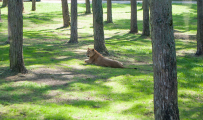 Lion lying on the grass under the trees in the zoo