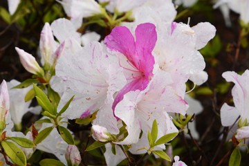 Azalea flowers in full bloom