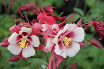 Columbine Pink and White Flowers Gardening