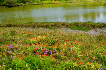 Fototapeta premium Sea of blooms at Spittal Pond