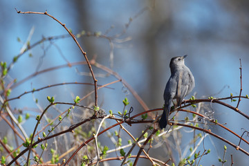 Mocking bird