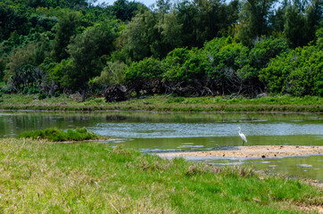 Egret in Spittal Pond
