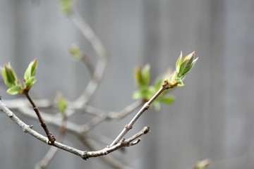 Spring Green New Growth Leaves Branch Tree Plant