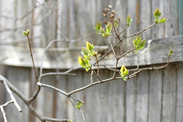 Spring Green New Growth Leaves Branch Tree Plant