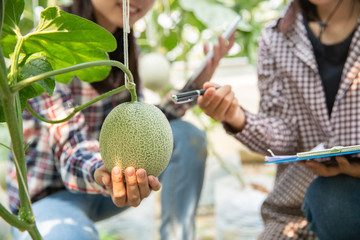 Young agricultural researchers are holding a large melon in their hands with smile face. This farm is organic farming. Melon here is delicious. Especially Honey Dew Melon is very popular.