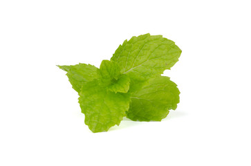 Fresh mint leaves isolated on white background.