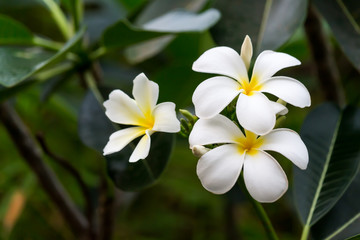 Fototapeta na wymiar White Plumeria flowers beautiful nature background.