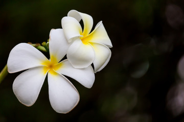 White Plumeria flowers beautiful nature background.
