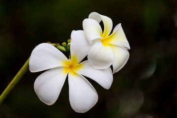 Fototapeta premium White Plumeria flowers beautiful nature background.