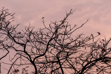 Drying tree with sunset time.