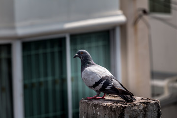 Obraz premium Pigeon bird on the electric pole.