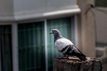 Pigeon bird on the electric pole.