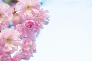 Naklejka na ściany i meble Beautiful spring cherry sakura blossom with fading in to pastel pink background