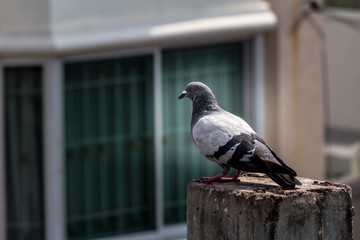Pigeon bird on the electric pole.