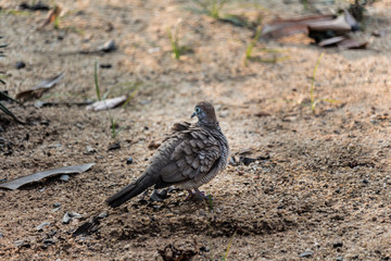 Bird standing on the floor.