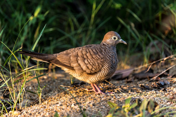 Bird standing on the floor.