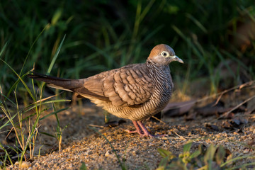 Bird standing on the floor.