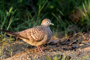 Bird standing on the floor.