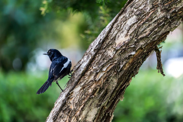 Little Bird sitting on a branch.