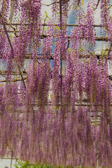 Beautiful view of Great purple pink wisteria blossom tree, Ashikaga, Tochigi,  Japan