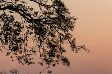 Drying tree with sunset time.