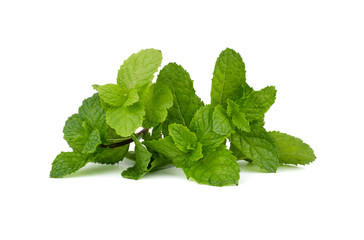 Fresh mint leaves isolated on white background.